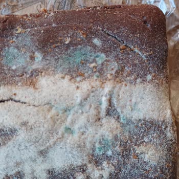 Siyez Evi Ekmeği Yeşeriyor, Ambalajda SKT Bulunmuyor