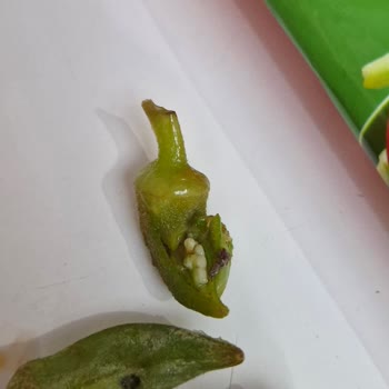 Superfresh Bamya Kurtlar Var.