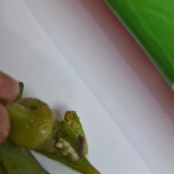 Superfresh Bamya Kurtlar Var.
