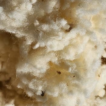 Taç Linens Yün Yastık İçeriği