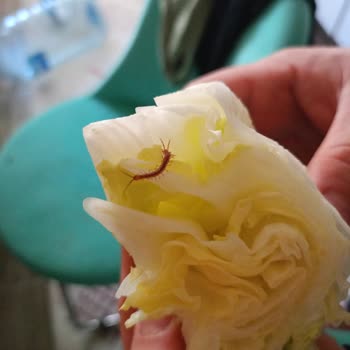 Komagene Yeşillikler İçinde Canlı Kırk Ayak Böceği Çıktı.