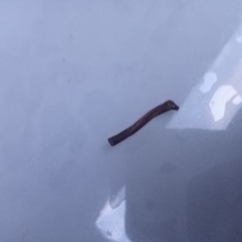 A101 Paketli Kekten Yabancı Cisim Çıktı