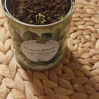 Konserve Bahçem Bahçe Bakım Kitinde Beklenen Sonuçların Alınamaması