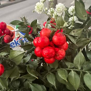 ÇiçekSepeti Hayal Kırıklığına Uğratan Çiçek Gönderimi