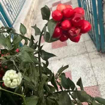 ÇiçekSepeti Hayal Kırıklığına Uğratan Çiçek Gönderimi