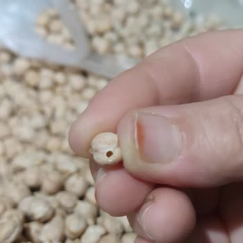 Bizim Toptan Satış Mağazaları Nohut Yerine Sürüyle Böcek