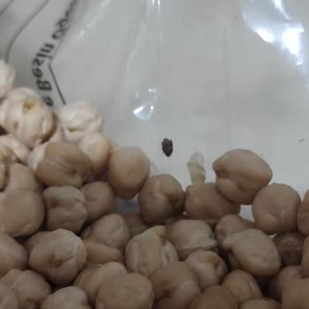 Bizim Toptan Satış Mağazaları Nohut Yerine Sürüyle Böcek