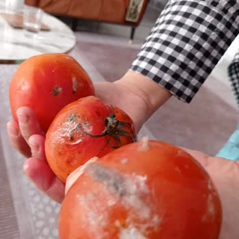 Arçelik Buzdolabım Bütün Meyve Sebzelerimi Bozuyor