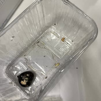 Migros Hemen Kurtlu Kestane Gönderdi