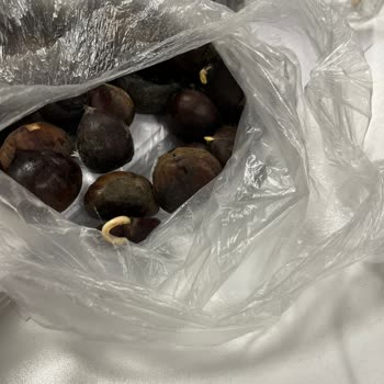 Migros Hemen Kurtlu Kestane Gönderdi