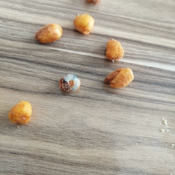 BİM İn Kuruyemişlerinden Salyangoz Çıkıyor