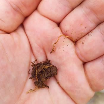 Aknergis Tütün Parley Tütünü 100 Gram