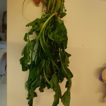 A101 Kapıda Alışverişte Roka