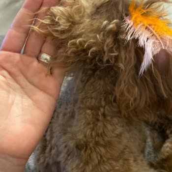 Patico Pets Club (İzmir) Kötü Tıraş, %100 Zam