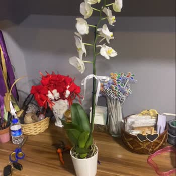 Çiçek Sepeti Şikayet