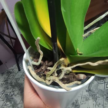 Çiçek Sepeti Şikayet