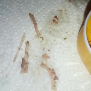 BİM Kurtlu Sardalya Konservesi!