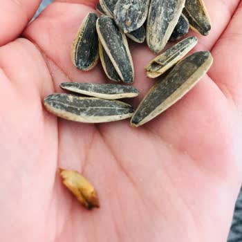 A101 Çerezya Bozuk Eski Çekirdek