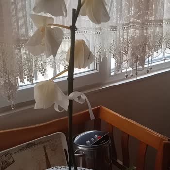 Çiçek Sepeti Paramızla Rezil Olduk