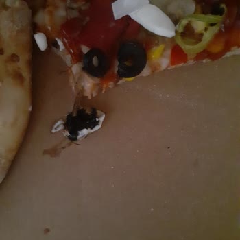 Terra Pizza Pizzamdan Arı Çıktı!