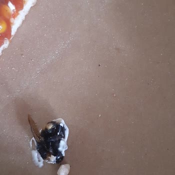 Terra Pizza Pizzamdan Arı Çıktı!