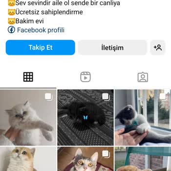 Patim_sahiplendirme (Instagram) Kedi Sahiplenirken Yaşanan Tatsız Deneyim