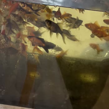 Petist Petmarket Hataları