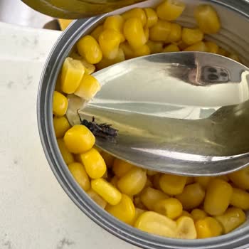 BİM Market Konserve Mısır İçinde Böcek