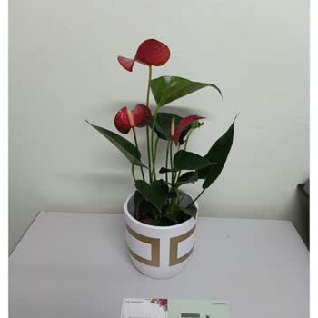 ÇiçekSepeti Çiçek Sepetinin Vurdumduymazlığı