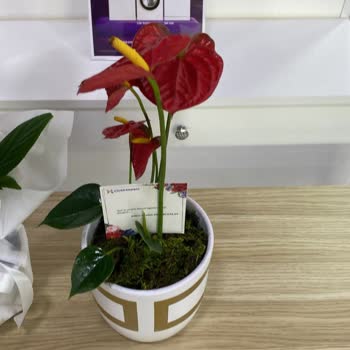 ÇiçekSepeti Çiçek Sepetinin Vurdumduymazlığı