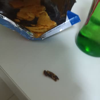 Cipso Ketçaplı Cipsimden Böcek Çıktı!