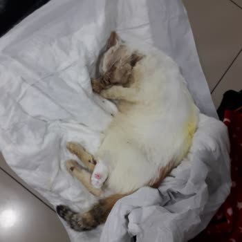 Zeytinburnu Veteriner Kliniği Kedimi Minik Kızımı Beyaz Yavrumu Öldürdüler.!