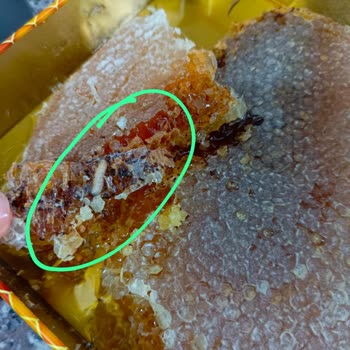 Bitlis-bali.com Aldığım Bal Kurtlu Çıktı