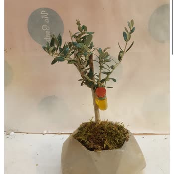 Çiçek Sepeti Kusurlu Ürün