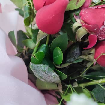 Çiçek Sepeti Artık Asla