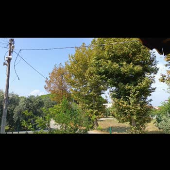 Gediz Elektrik İnsan Hayatını Dikkate Almıyor!