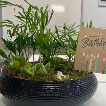 Tazecicek.com Taze Çiçek Taze Çiçek