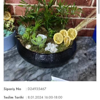 Tazecicek.com Taze Çiçek Taze Çiçek