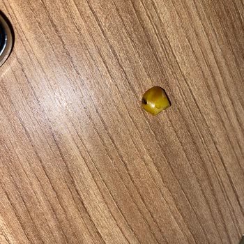 Tamek Mısır Konservesinden Sinek Çıktı