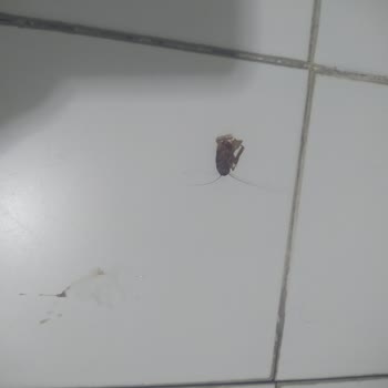 Diyarbakır Çocuk Hastalıkları Hastanesi Çocuk Hastanesi Çok Bakımsız