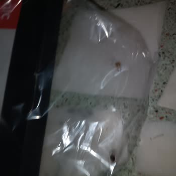 Asonic AS-A34 Bilgisayar Fanında Böcekler Resitali