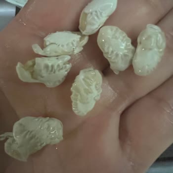 Reis Gıda Paketlenmiş Kuru Fasülyede Kalite Sorunları
