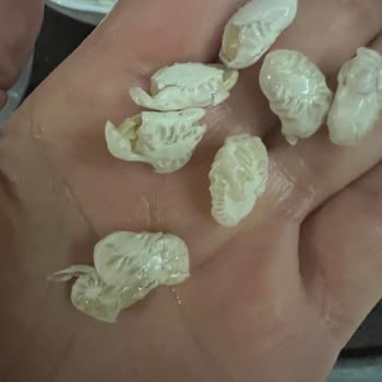 Reis Gıda Paketlenmiş Kuru Fasülyede Kalite Sorunları