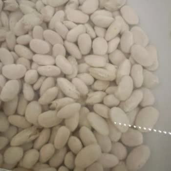 Reis Gıda Paketlenmiş Kuru Fasülyede Kalite Sorunları
