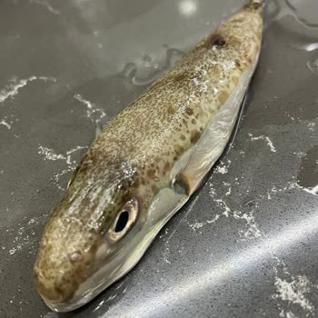 Migros'tan Aldığım Balık Balon Balığı Çıktı