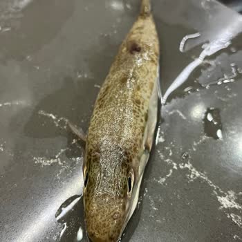 Migros'tan Aldığım Balık Balon Balığı Çıktı