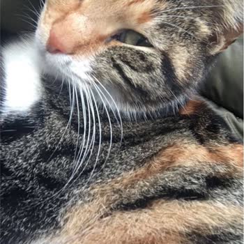 Küçükçekmece Belediyesi Sokak Kedi Tedavisi Şikayeti