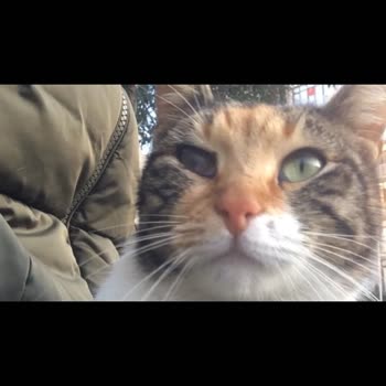 Küçükçekmece Belediyesi Sokak Kedi Tedavisi Şikayeti