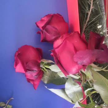 Çiçek Sepeti&nbsp; Kutuda 3 Kırmızı Gül