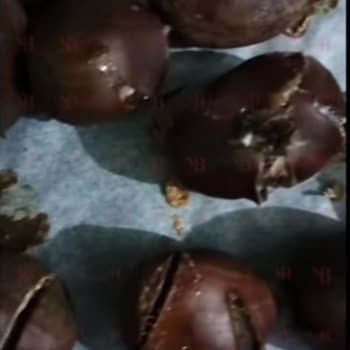 Mopaş Hipermarket Çin Kestanesi Satışı